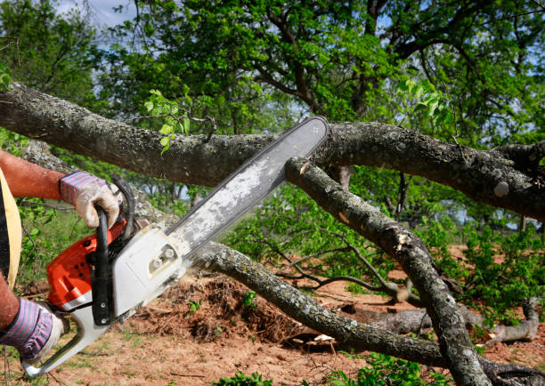 Residential Tree Removal in Durham, NC